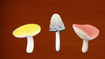 Dossier : Le monde secret des champignons