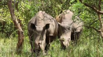 Dossier : le rhinocros